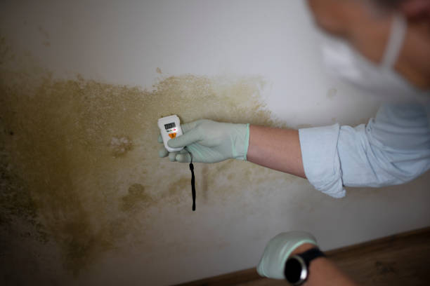 Best HVAC Mold Remediation in North Bend, OH