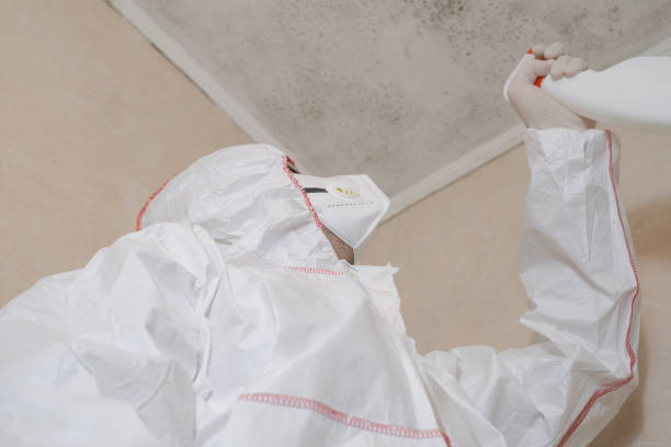 Best Emergency Mold Remediation in North Bend, OH