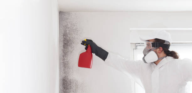 Best Crawl Space Mold Remediation in North Bend, OH