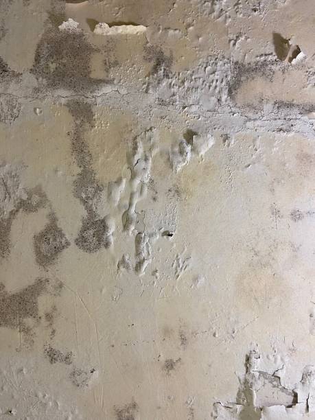 Best Post-Flood Mold Remediation in North Bend, OH