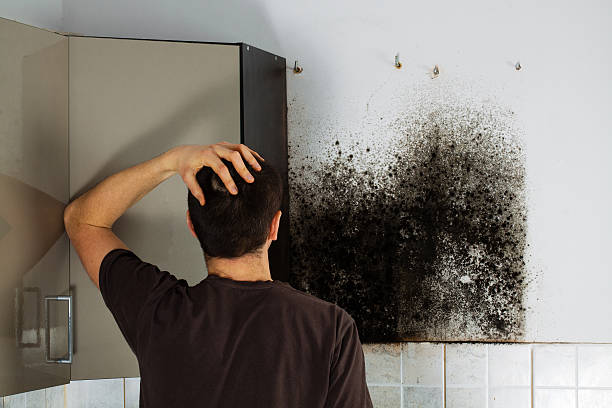 Best DIY Mold Remediation Support Services in North Bend, OH