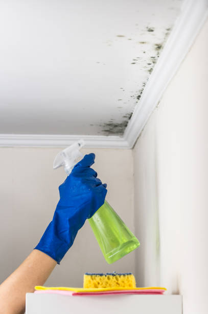 Best Post-Flood Mold Remediation in North Bend, OH